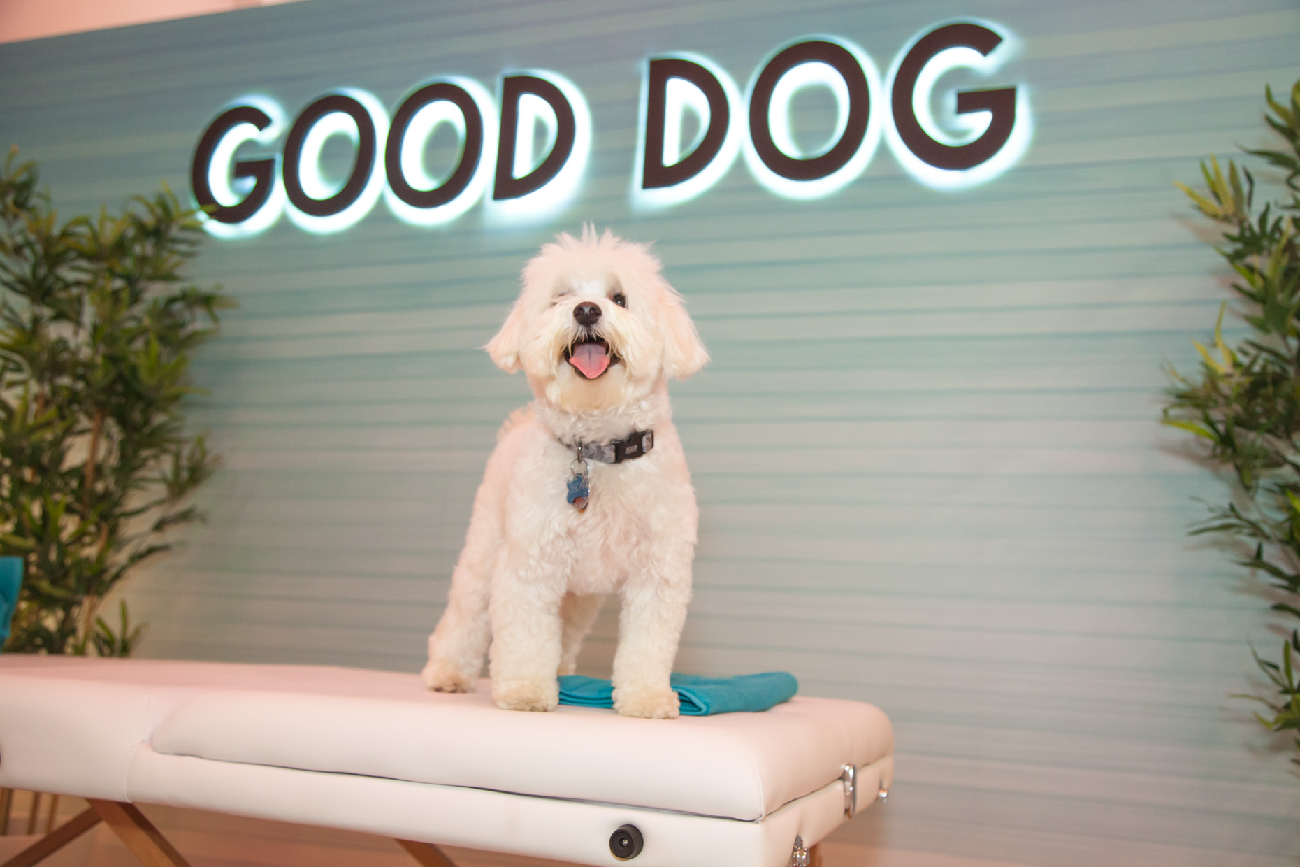 Inside Dogville's SoHo 'PupUp' Experience Storefront